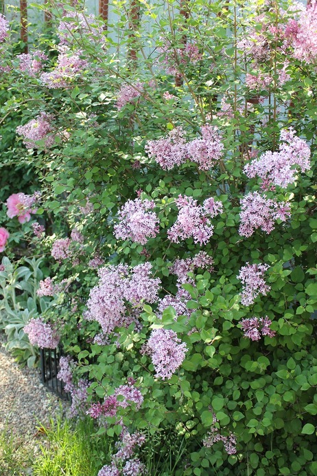 May28_dl