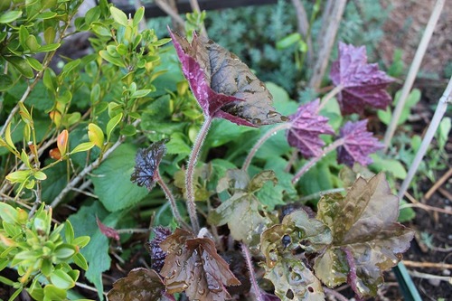 May22_heuchera2