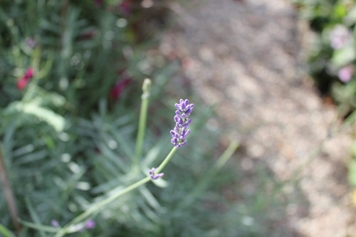 Sept28_lavender