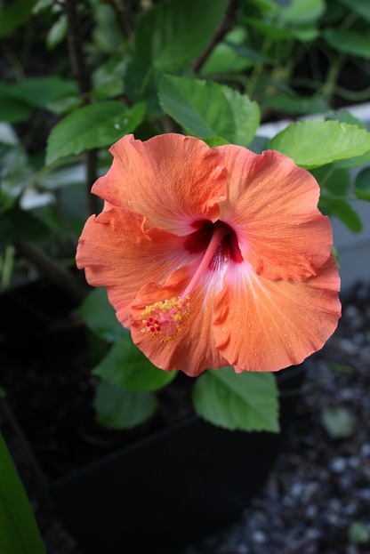 Sept24_hibiscus