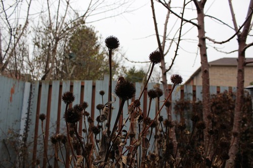 Nov23_echinacea