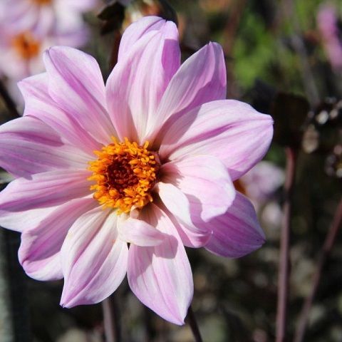 dahlia-bishop-of-leicester-50144