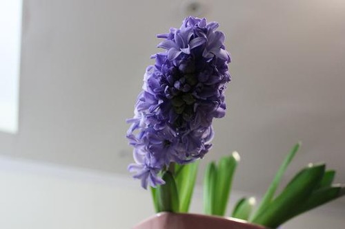 hy2_jan30