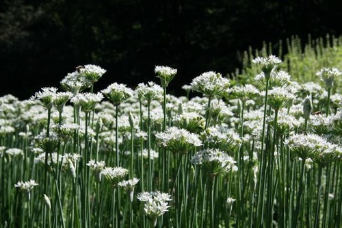 Allium tuberosum