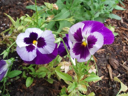 Aug5_pansies