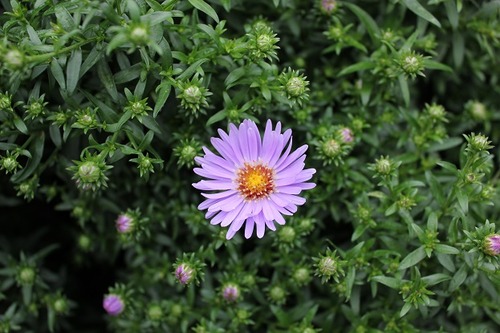 Aug31_aster2