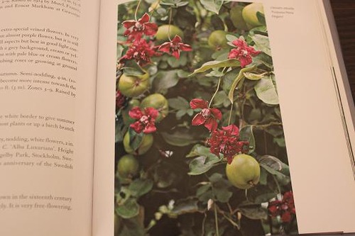 Book_Clematis4