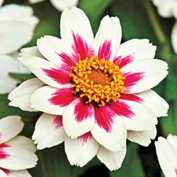 Zinnia marylandica 'Zahara Starlight Rose '