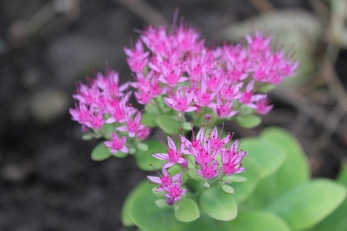 Oct13_sedum