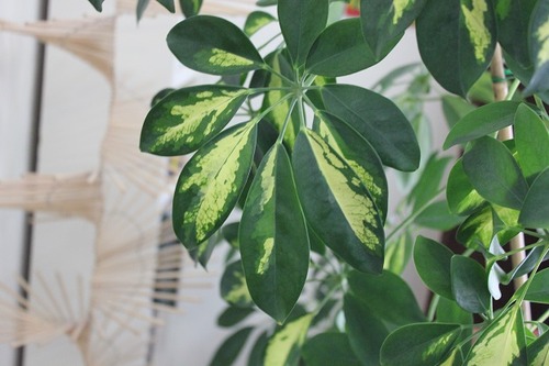 March25_Schefflera arboricola