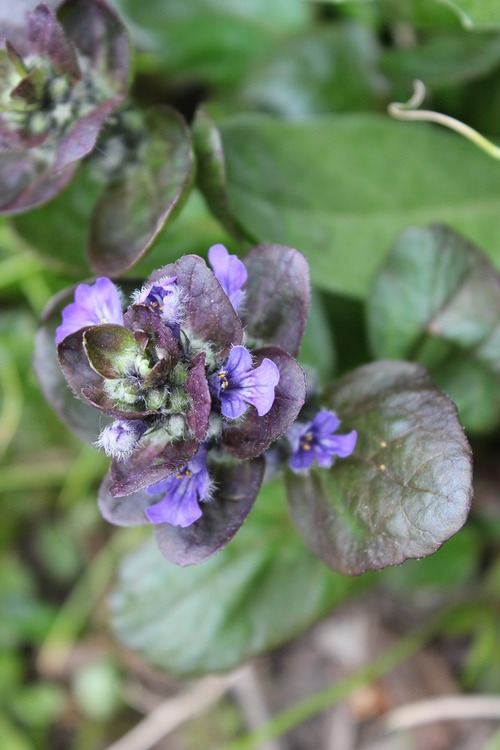 May19_ajuga