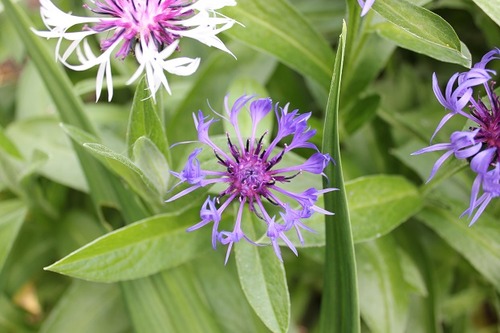 June5_centaurea3