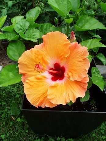 hibiscusOrangeAug14