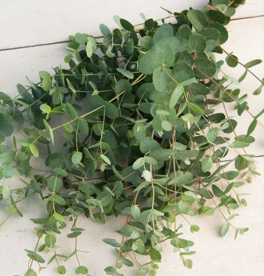EucalyptusSD