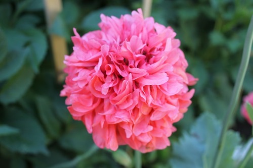 July19_dp