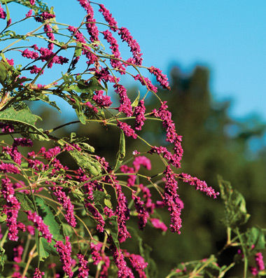 Cerise Pearls Persicaria2