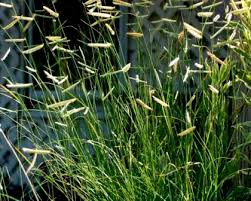 Bouteloua gracilis 'Blonde Ambition'