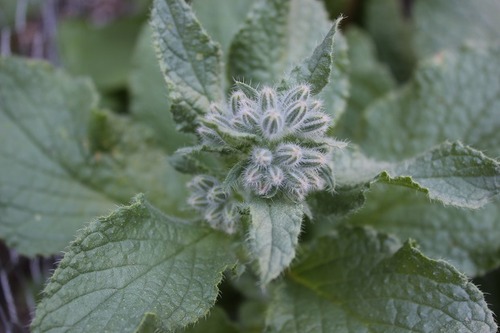 June18_borage