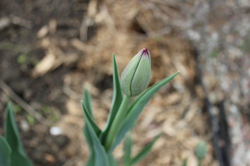May18_gtulip