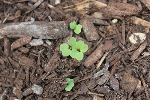 May19_shiso