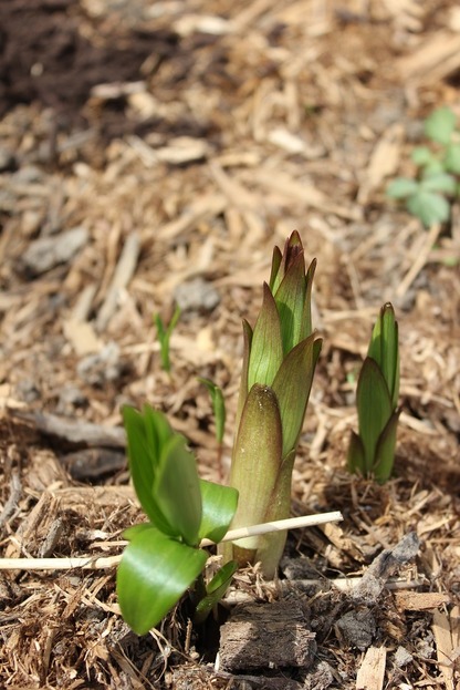 May7_lily