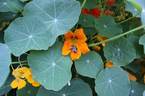 Aug9_nasturtium