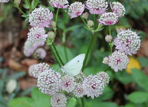 Aug31_astrantiaRC2