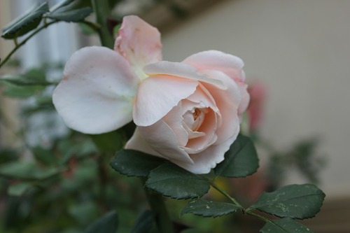 Nov1_cr