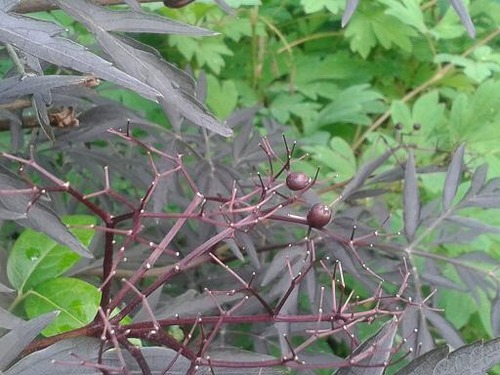 july20_bl