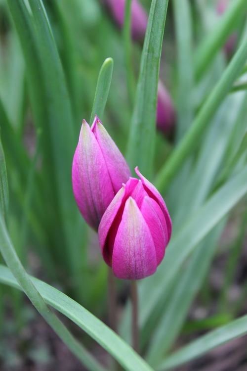 Apr29_ tcc1