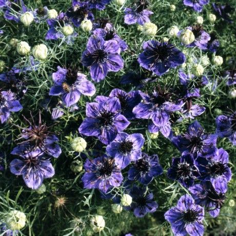 Midnight Nigella