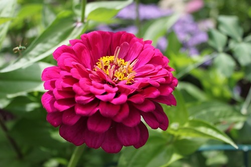 Sept14_zinnia2