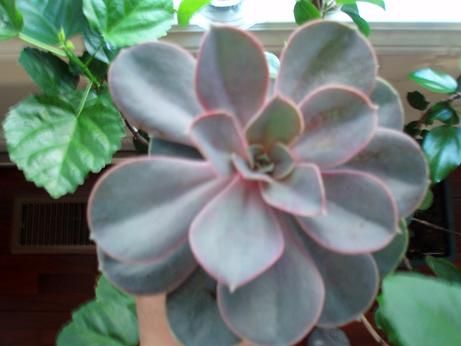 succulent1