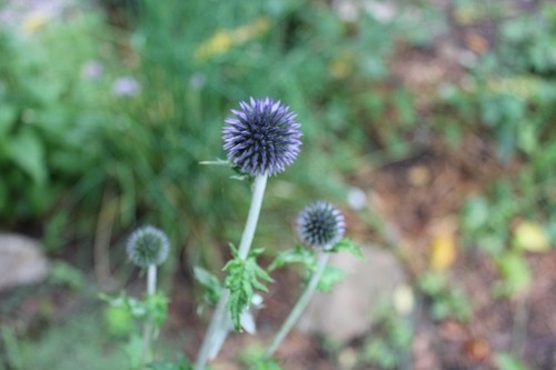 July13_echinops
