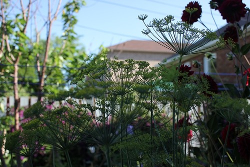 July19_dill