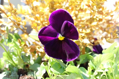 April20_pansydp