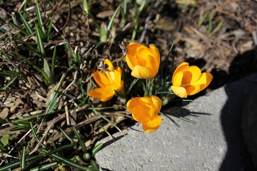 March19_crocusY1