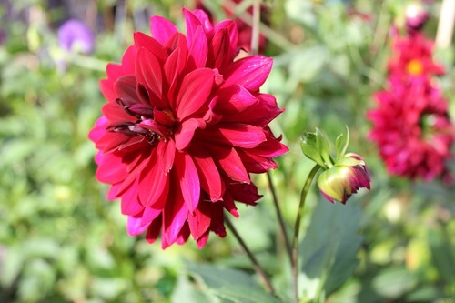 Sept28_dahlia