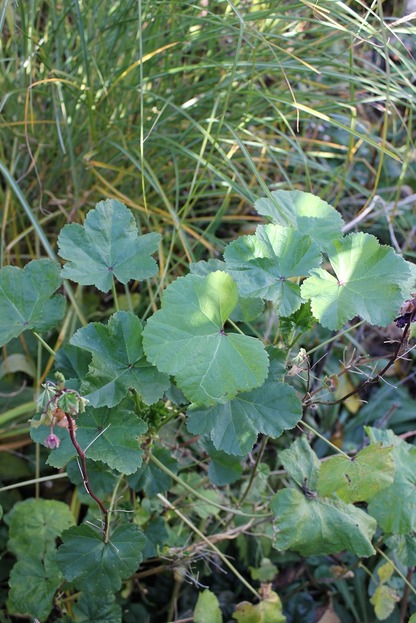 Nov5_malva