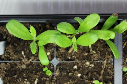 April11_echinops