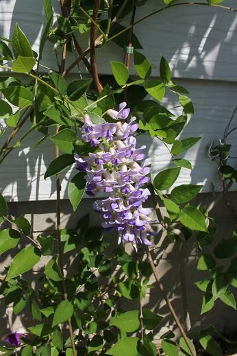 June14_wisteria2