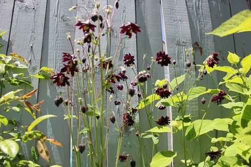 June15_aquilegiaBB1