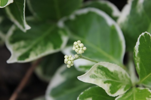 May27_euonymus