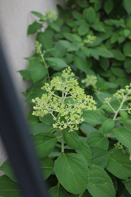 July23_ (27)