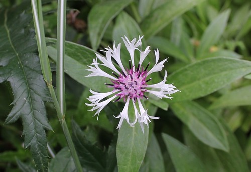 July12_centaurea
