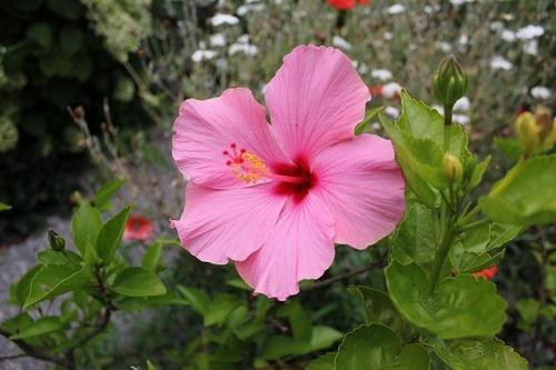 Aug23_hibiscus