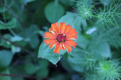 July19_zinnia3
