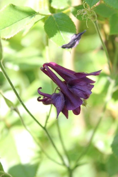 June25_aquilegia2