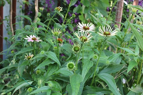 July18_echinacea