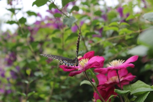 July23_ (37)